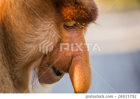 Portrait of fabulous long-nosed monkey Portrait of fabulous long-nosed monkey 26915782