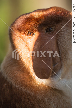 Portrait of fabulous long-nosed monkey 26915784