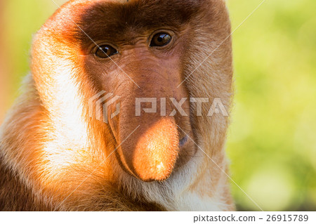 Portrait of fabulous long-nosed monkey 26915789