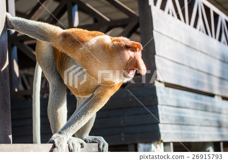 Portrait of fabulous long-nosed monkey Portrait of fabulous long-nosed monkey 26915793