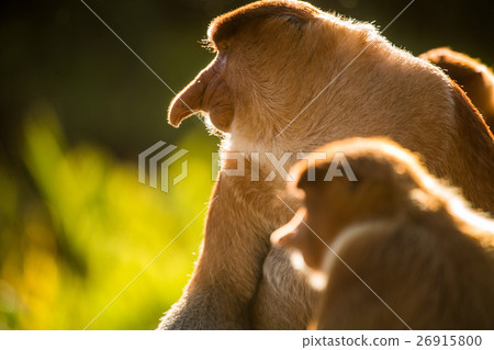 Portrait of fabulous long-nosed monkey Portrait of fabulous long-nosed monkey 26915800
