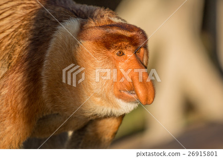 Portrait of fabulous long-nosed monkey 26915801