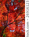 秋天的樹葉 26916123