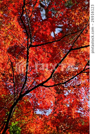 秋天的樹葉 26916123