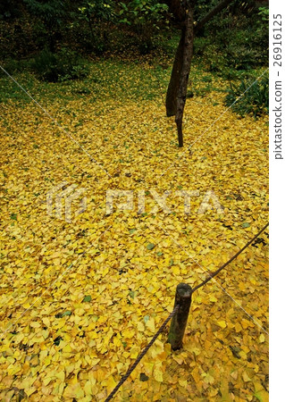 銀杏落葉 26916125