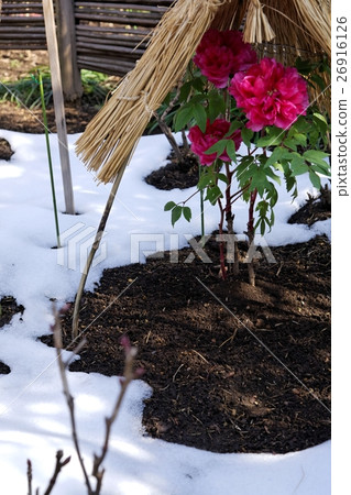 雪和牡丹 26916126