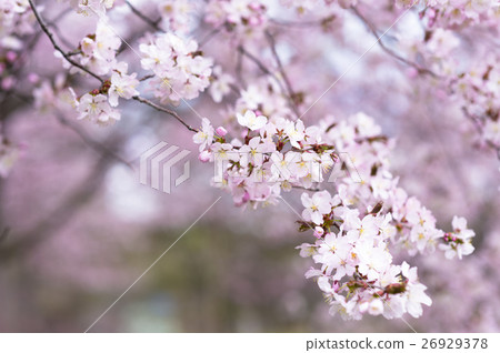 Cherry blossoms (shallow depth of field) Cherry blossoms (shallow depth of field) 26929378
