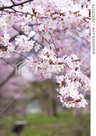 Cherry Blossoms	 26929379