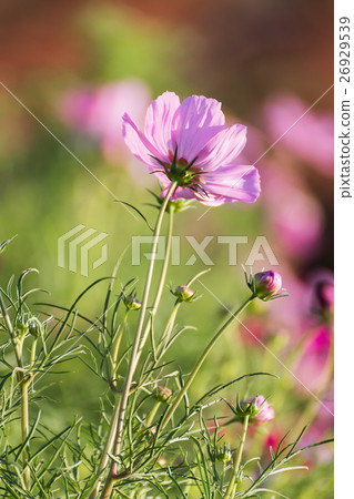 Cosmos flower in field Cosmos flower in field 26929539
