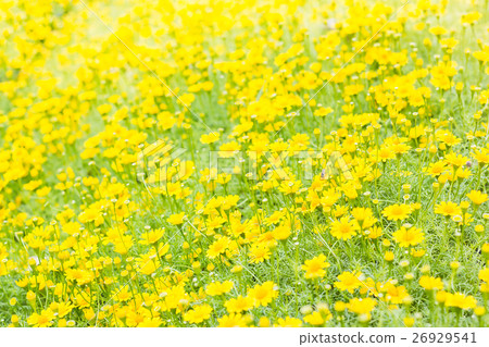 Dahlberg daisy, Gold carpe flowers Dahlberg daisy, Gold carpe flowers 26929541