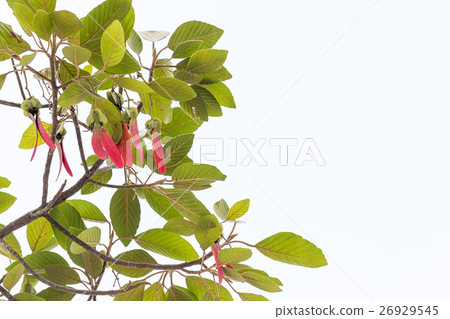 Dipterocarpus alatus tree Dipterocarpus alatus tree 26929545