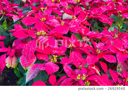 Euphorbia pulcherrima in garden 26929548