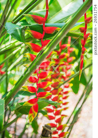 heliconia tropical flower in asian park heliconia tropical flower in asian park 26931754