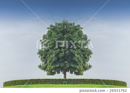 tree standing alone againt blue sky tree standing alone againt blue sky 26931762