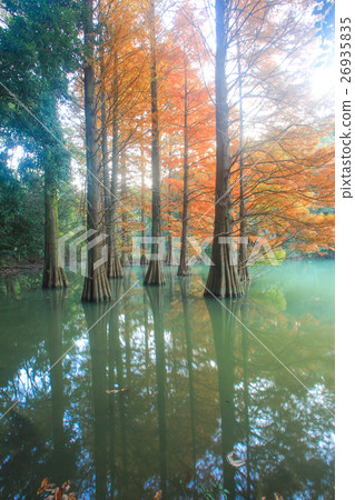 Autumn leaves of Lakushou Autumn leaves of Lakushou 26935835