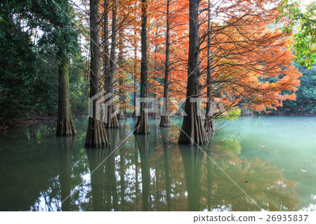 Autumn leaves of Lakushou Autumn leaves of Lakushou 26935837