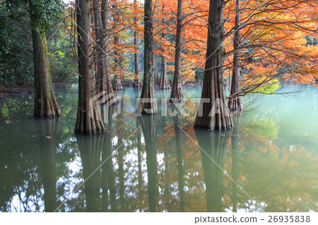 Autumn leaves of Lakushou Autumn leaves of Lakushou 26935838