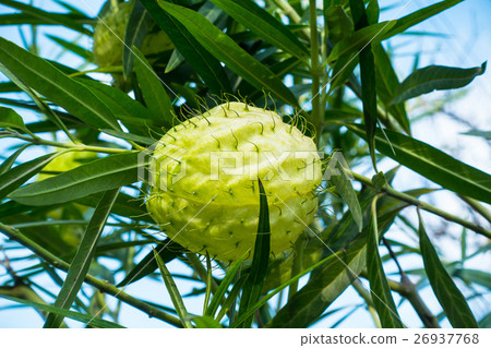 Fusenia towata Fusenia towata 26937768