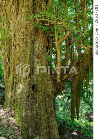 Ginkgo no Okinawa Yuza Shrine Yamagata Prefecture 26937881