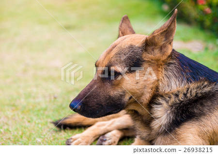 German shepher dog in park 26938215