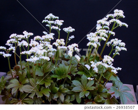 Iwayatsu花 26938507