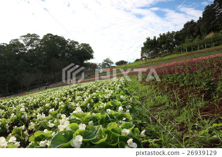 Taoyuan Daxi Huahai, a string of red 26939129