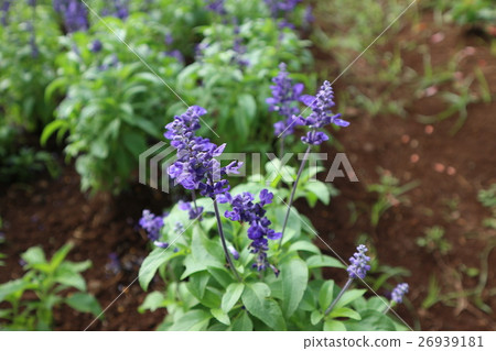 a string of red 26939181