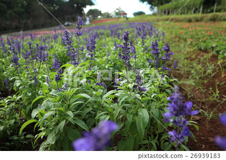 a string of red 26939183