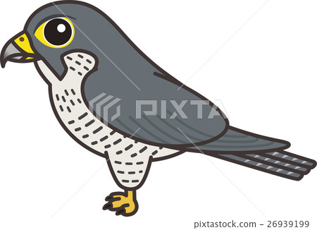 Falcon illustration Falcon illustration 26939199