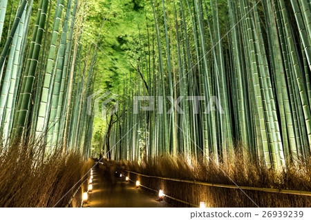 Arashiyama Flower Light Road Bamboo Road Arashiyama Flower Light Road Bamboo Road 26939239