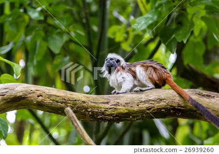 Cotton-top tamarin on the branch. 26939260