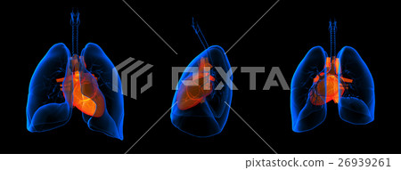 3D medical illustration - lungs with visible heart 3D medical illustration - lungs with visible heart 26939261