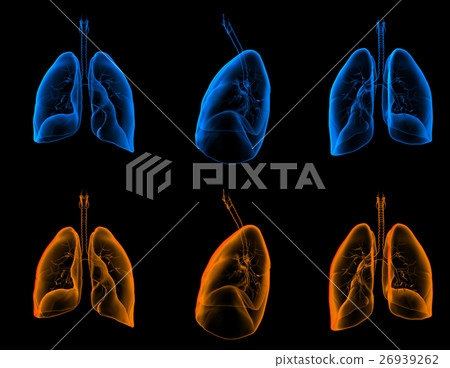 3D medical illustration of the lungs 3D medical illustration of the lungs 26939262