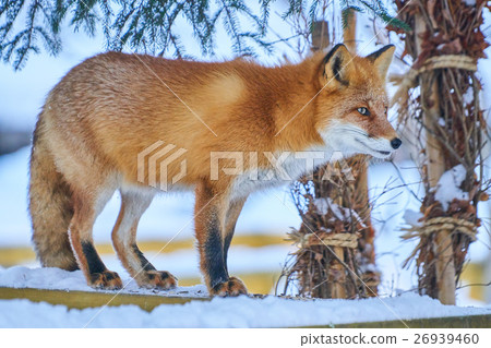 Kita fox in Kaguraoka Park Winter 26939460