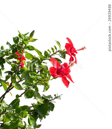 the Chinese rose the Chinese rose 26939486