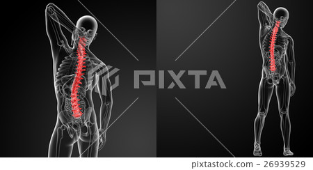 3d rendering Human Spine Anatomy 3d rendering Human Spine Anatomy 26939529