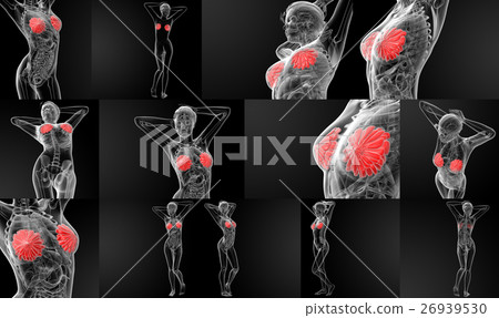 3D rendering female breast anatomy x-ray 3D rendering female breast anatomy x-ray 26939530