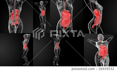 3D rendering illustration of the digestive system 3D rendering illustration of the digestive system 26939532