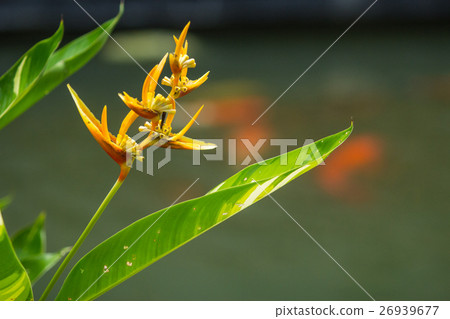 bird of paradise flower bird of paradise flower 26939677