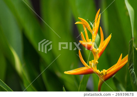 close up view of bird of paradise flower close up view of bird of paradise flower 26939678
