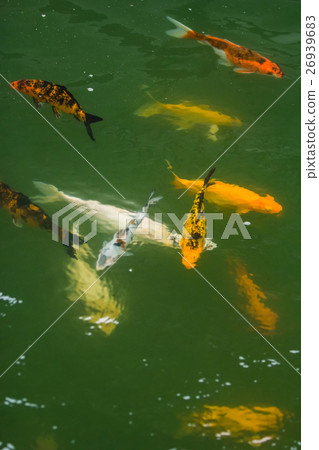 the group of carp 26939683
