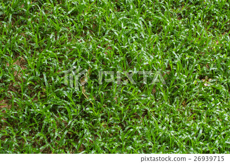 texture of grass texture of grass 26939715