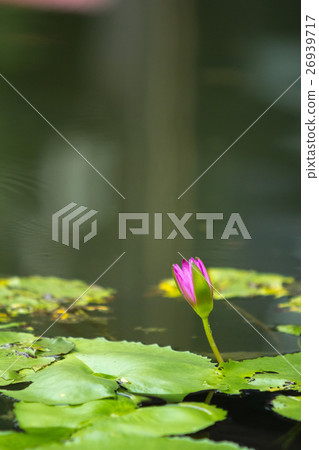 water lily in pond water lily in pond 26939717
