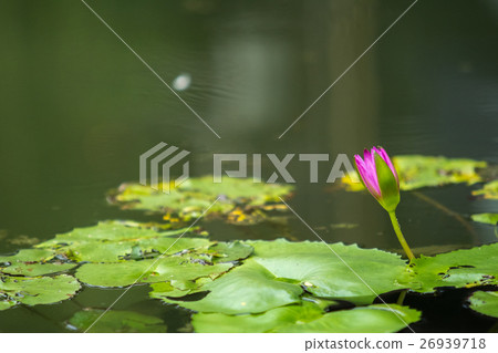 lotus in pond 26939718