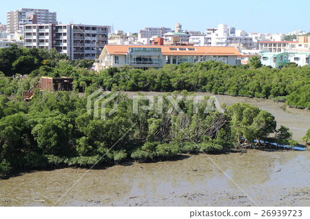 Tsuya森林特定植物群落/沖繩縣Tomigusuku shi 26939723
