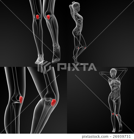 3D rendering illustration of the  patella bone 26939731