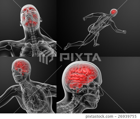 3d render illustration of human brain X ray 3d render illustration of human brain X ray 26939755