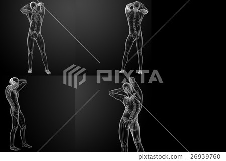 3D rendering of the skeletal 3D rendering of the skeletal 26939760