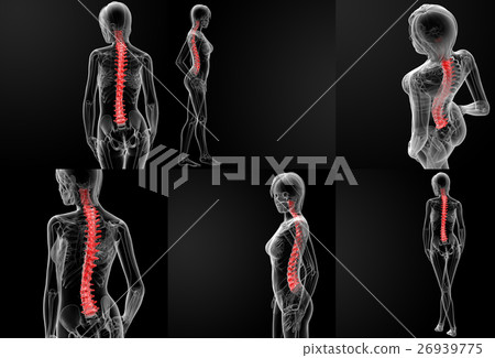 3D rendering illustration of the spine bone 3D rendering illustration of the spine bone 26939775