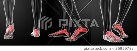 3D rendering of the human Skeletal  Feet 26939782